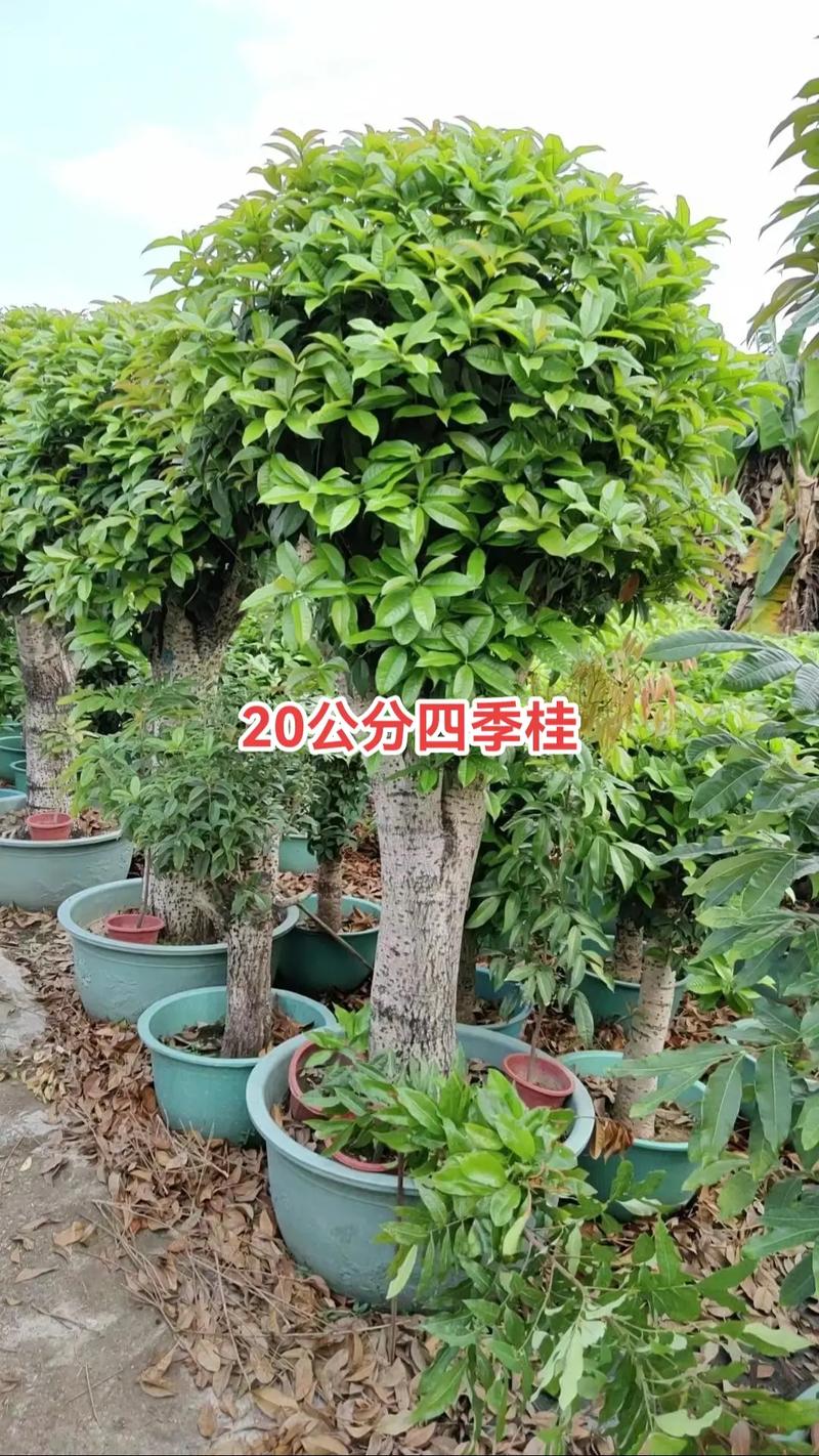 四季桂的浇水时间和正确方法