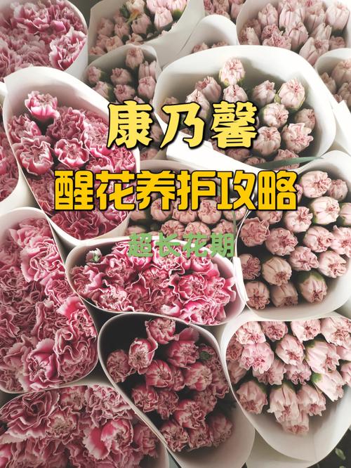 康乃馨的养殖方法和注意事项有哪些