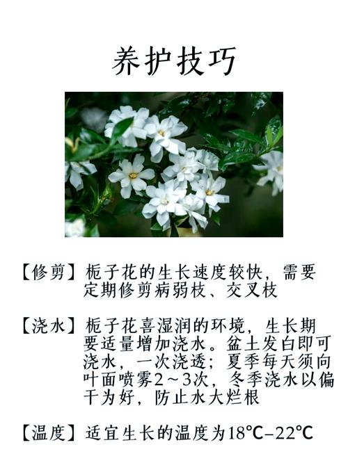 栀子花寓意什么意思，栀子花寓意什么意思啊？