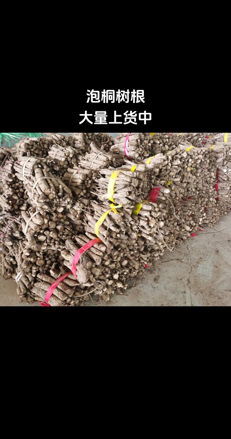 泡桐的药用功效与作用