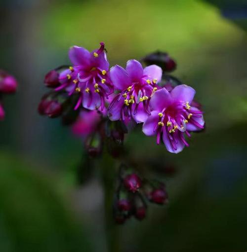 虎颜花怎么繁殖