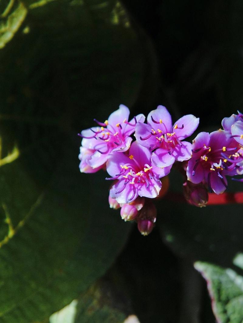 虎颜花怎么养