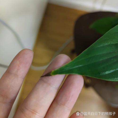 白掌叶尖发黄焦边补救方法
