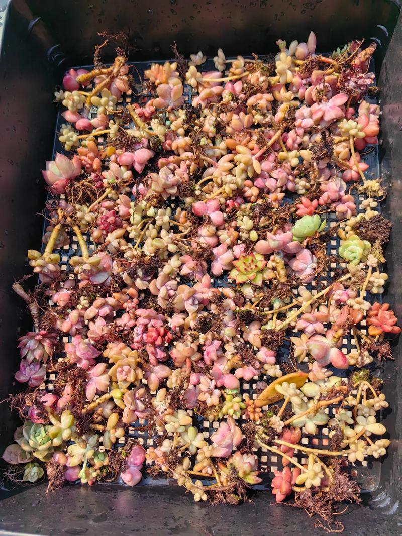 多肉叶片多久能生根发芽(多肉叶插生根最快方法)