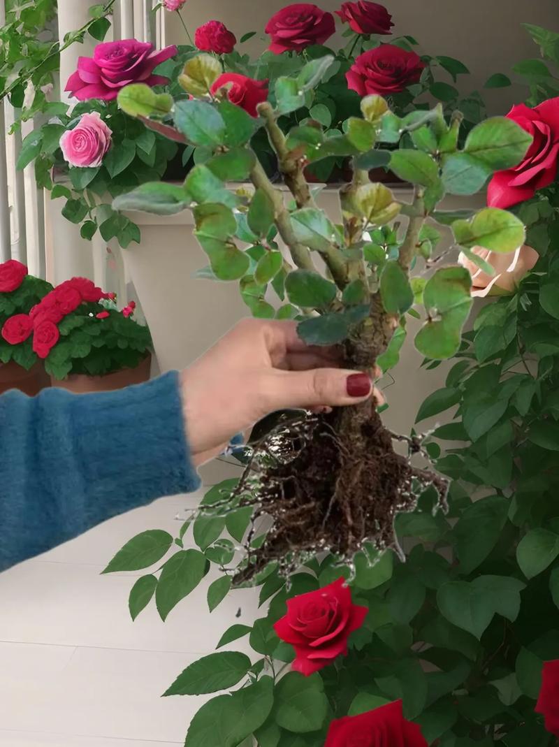 怎么种玫瑰花?