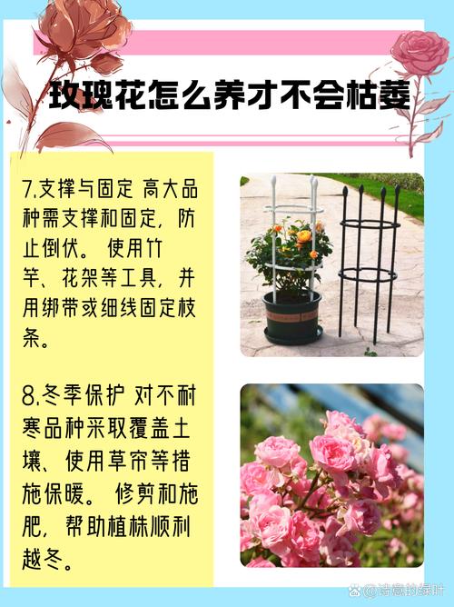 养玫瑰适合什么土