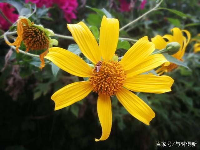肿柄菊的主要成分及利用价值是什么?