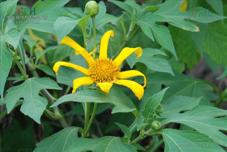 肿柄菊属本属描述