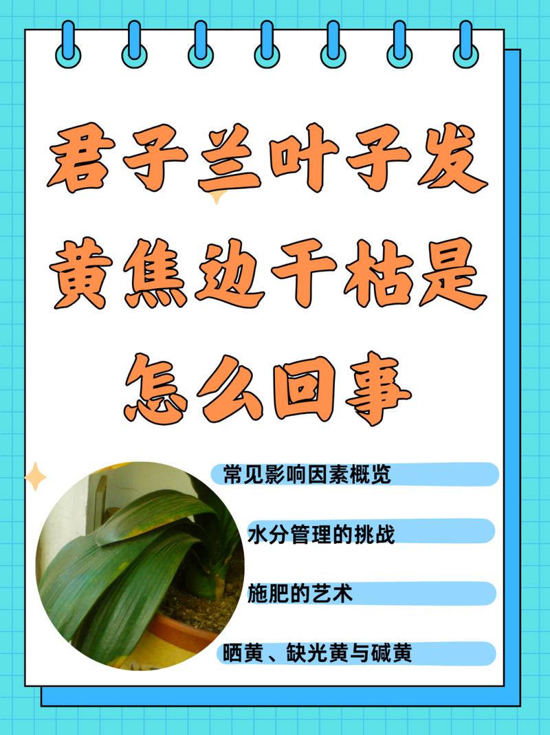 一叶兰叶尖发黄干枯是什么原因