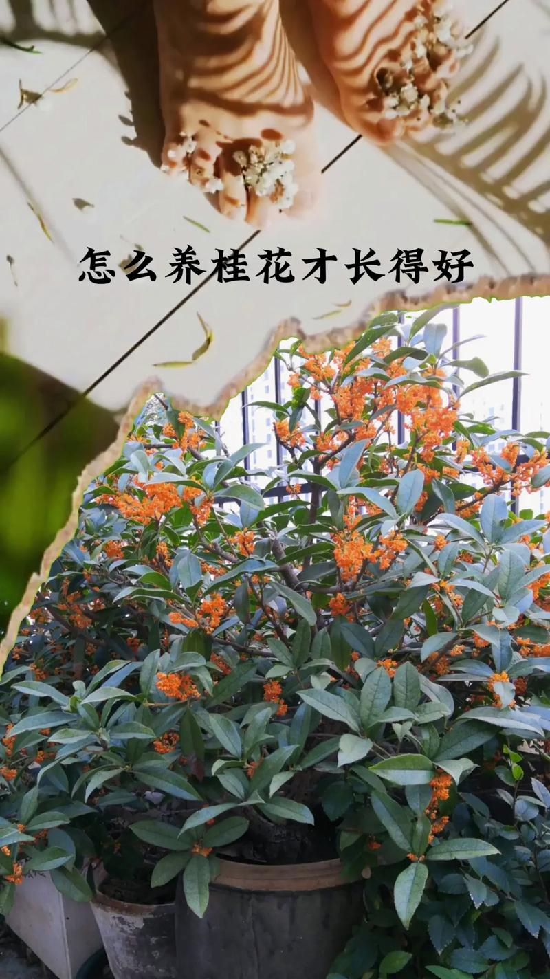 如何才能把桂花养好?