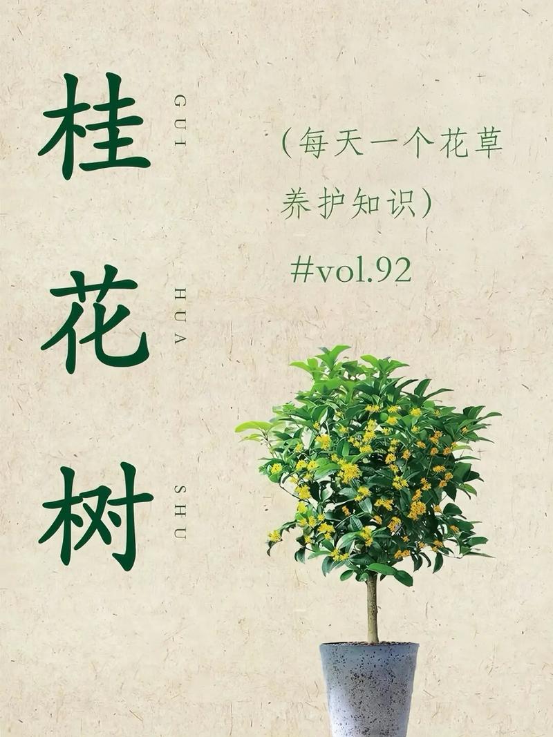 桂花树的养殖方法和注意事项