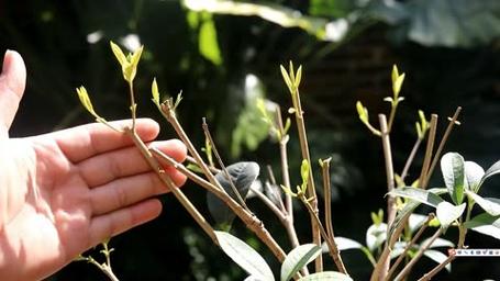 怎么让桂花长势旺盛