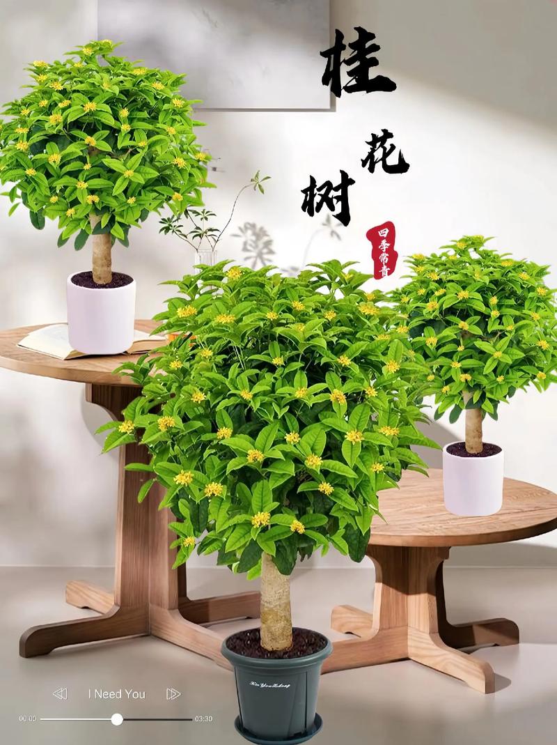 桂花树怎么养才长得好