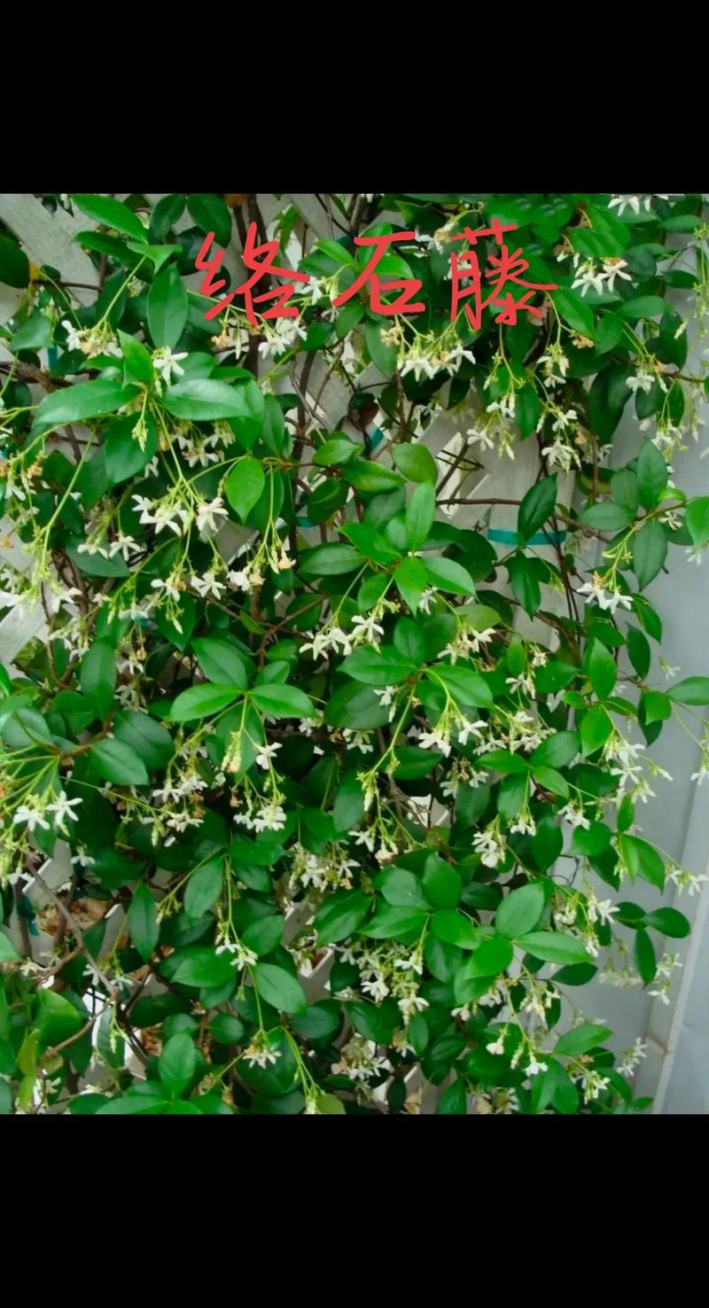 络石藤花叶病、虫害及防治