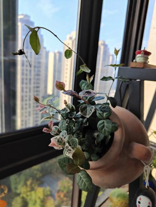 花叶络石的主要病虫害及其防治方法