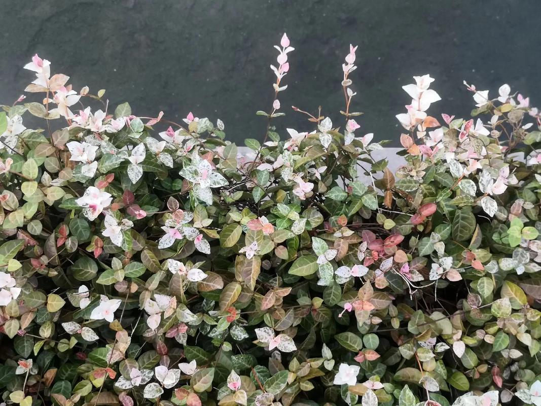 花叶络石叶子变红是什么原因?