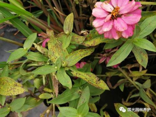 花叶络石的病虫害及其防治,叶斑病剪枝追肥防治