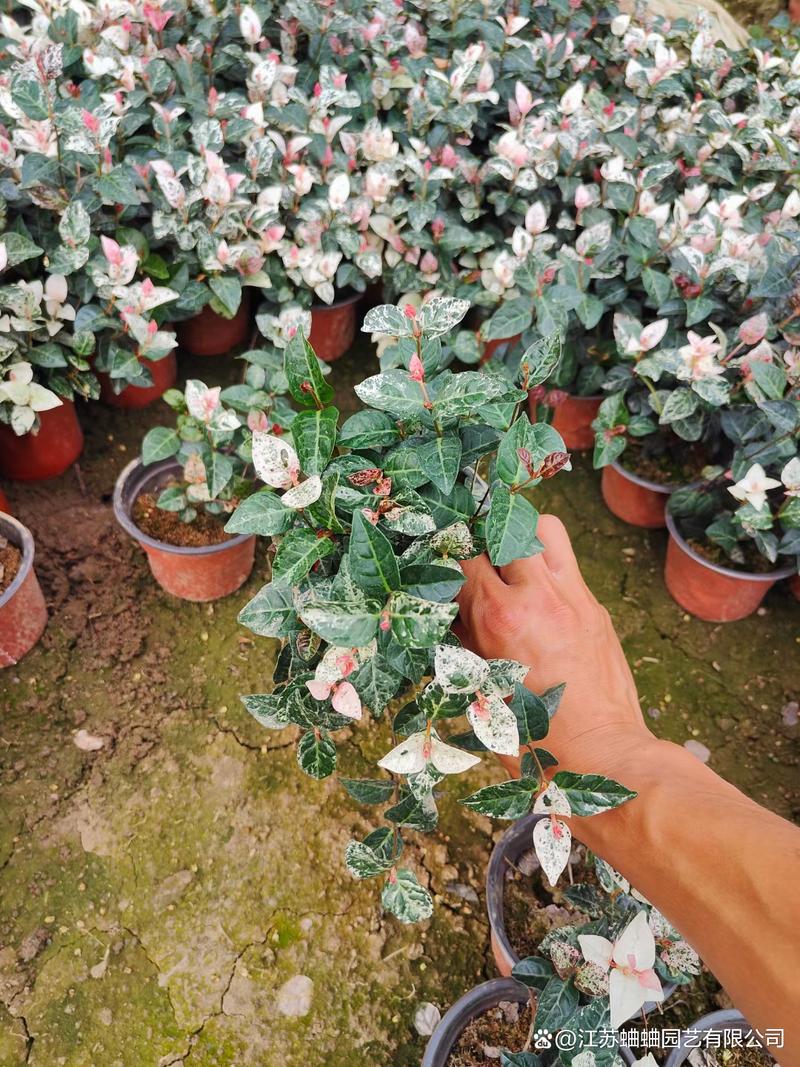 南方植物“花叶络石”四季开花,养殖中需要注意什么问题?