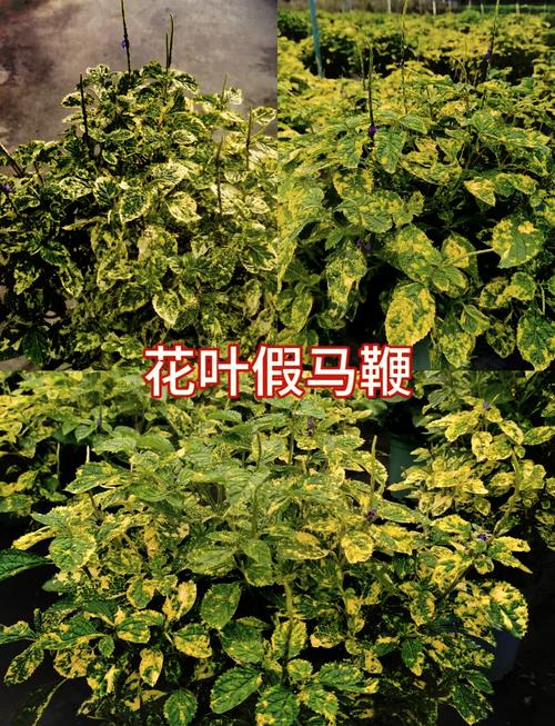 花叶络石的养殖方法