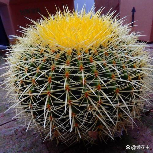 仙人球(金琥)底部烂了怎么办?急急急