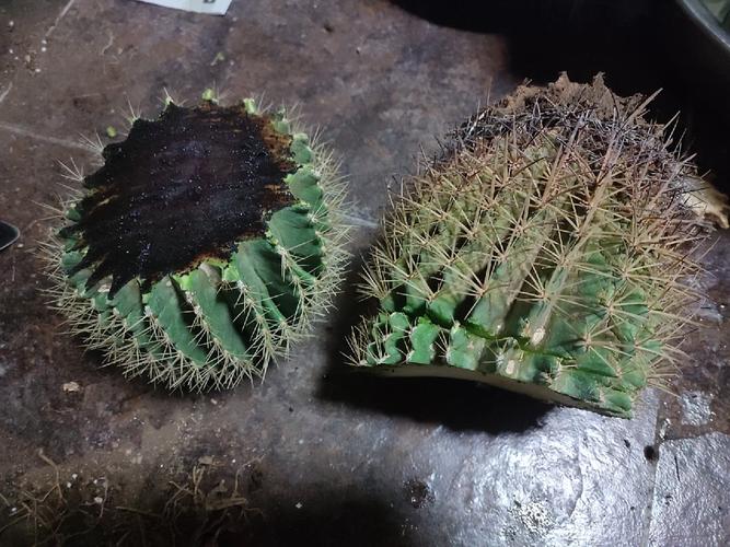 金虎仙人球烂根是怎么回事啊?怎么挽救啊?