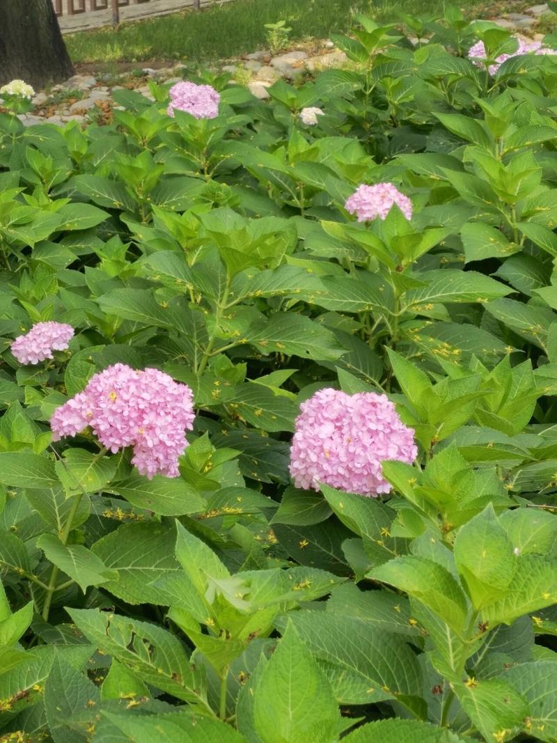 八仙花有毒吗?八仙花的功效与作用
