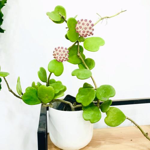 护耳草什么时候开花？护耳草什么时候开花啊？