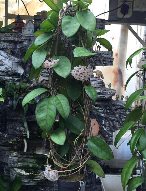 护耳什么时候开花?