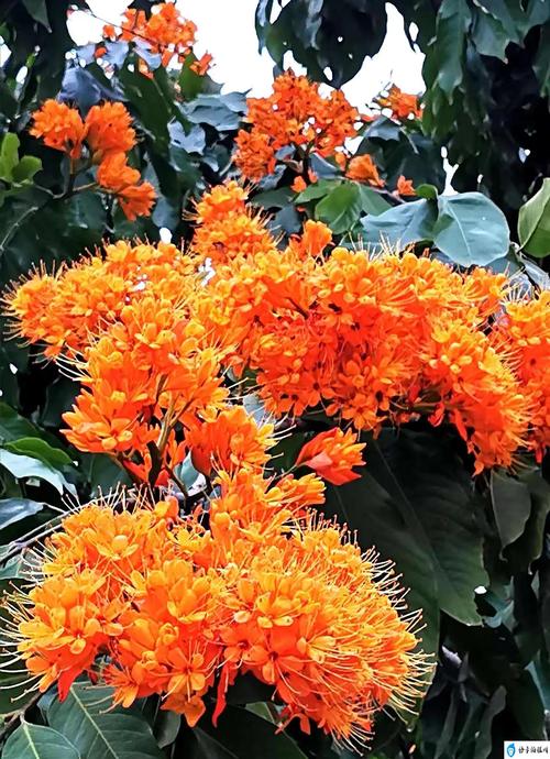 无忧花的养殖方法，无忧花树苗？