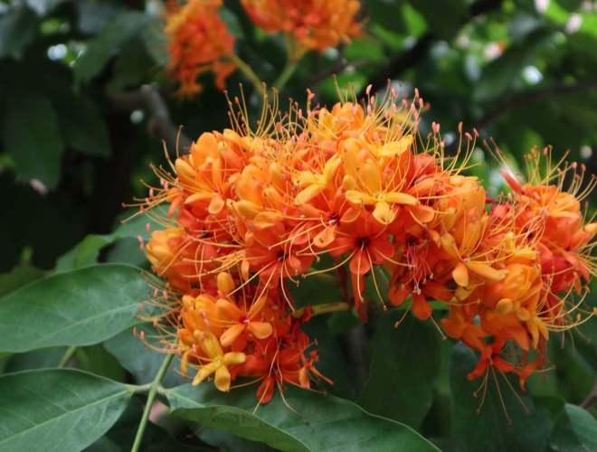 无忧花是什么花