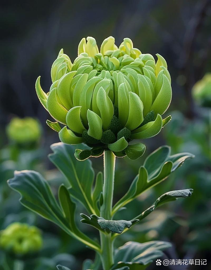 绿菊花有哪些品种?