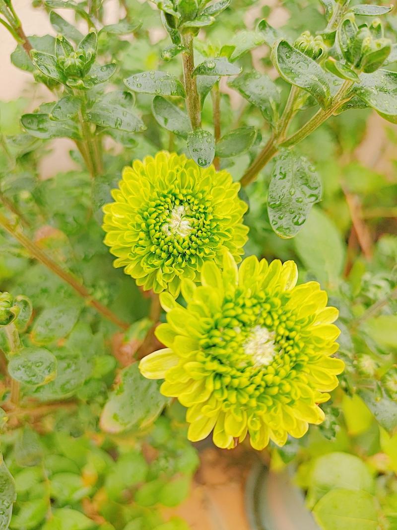 绿色菊花品种有哪些