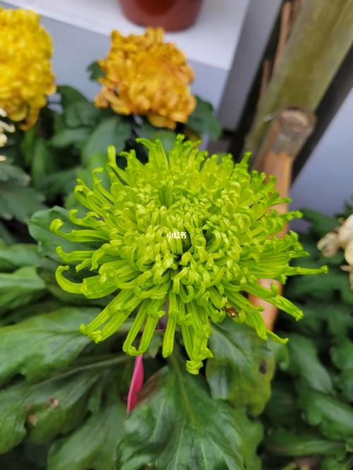 绿色的菊花叫什么名字
