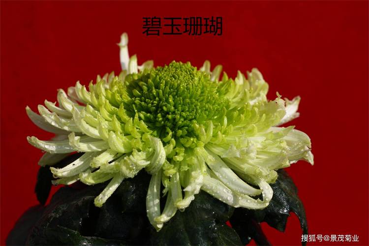 绿菊花有哪些品种