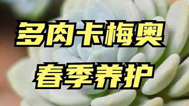 卡梅奥的养殖方法和注意事项