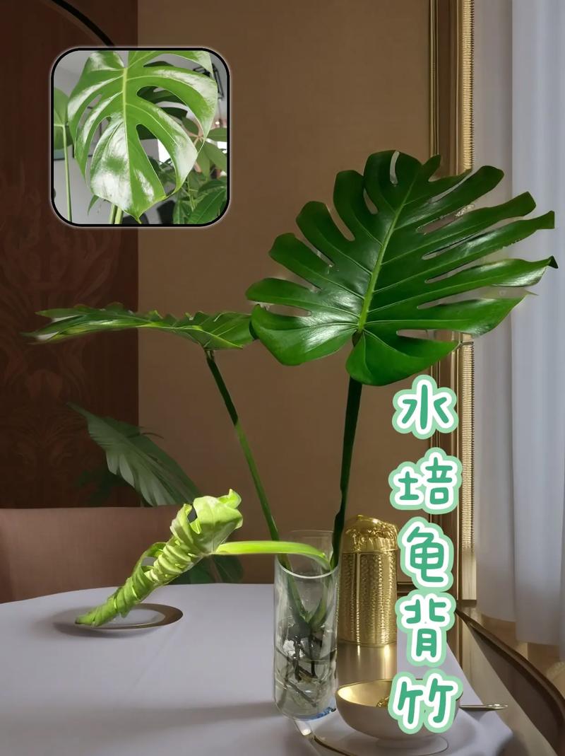 龟背竹冻了还能活吗