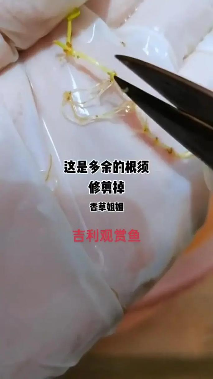 铜钱草可以放鱼缸里吗铜钱草能不能放鱼缸里
