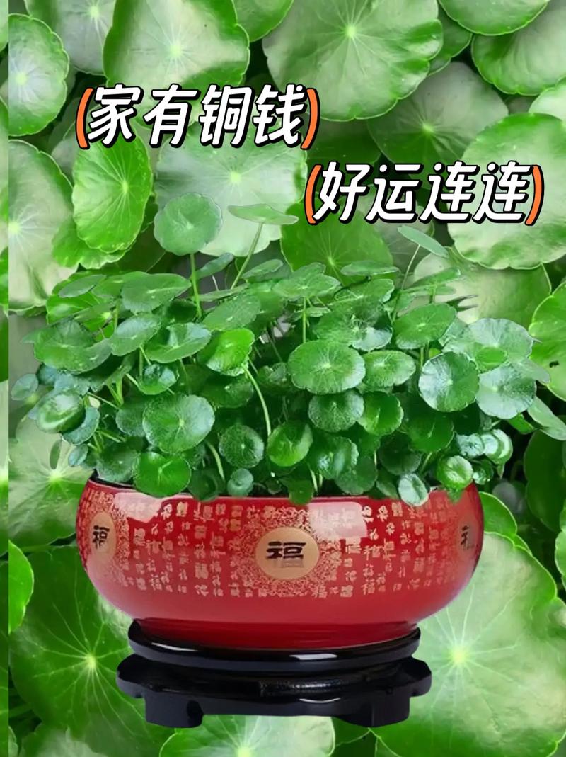 铜钱草放鱼缸里怎么养
