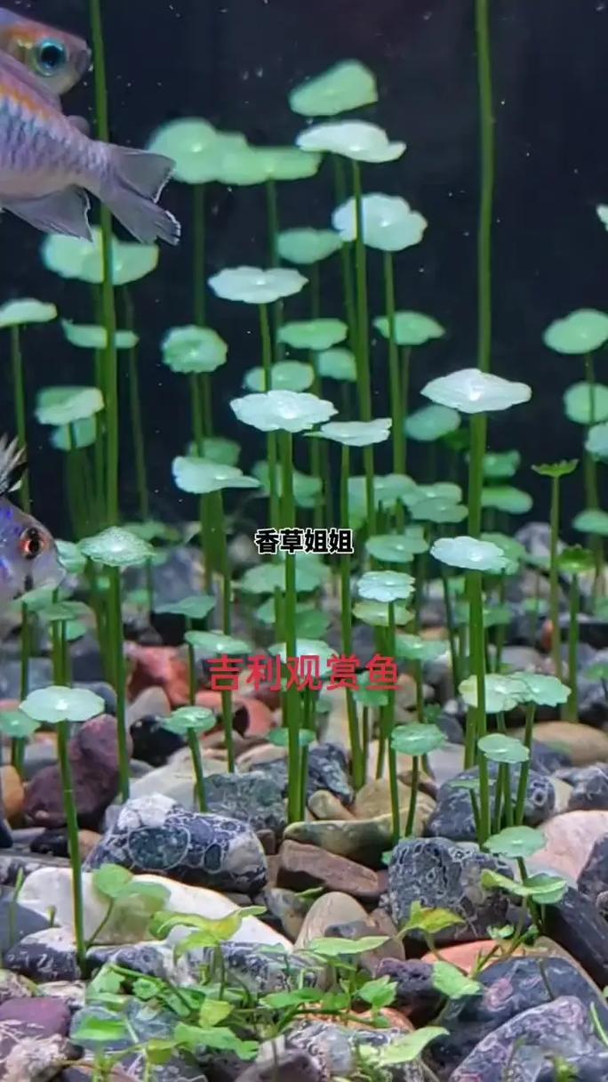 铜钱草可以放鱼缸里吗?