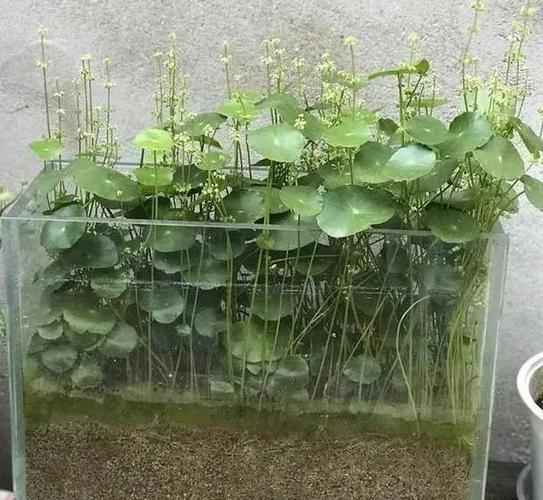 铜钱草放鱼缸里要怎么养活