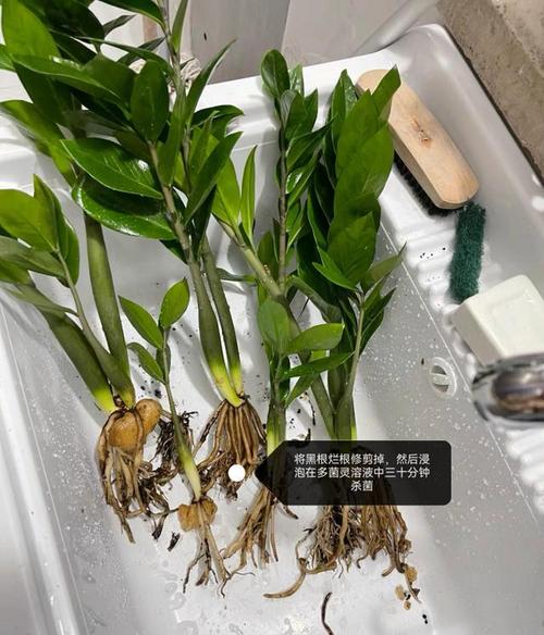 金钱树叶子发黄,叶尖变黑,什么原因呢?浇水不当,还是病毒感染?