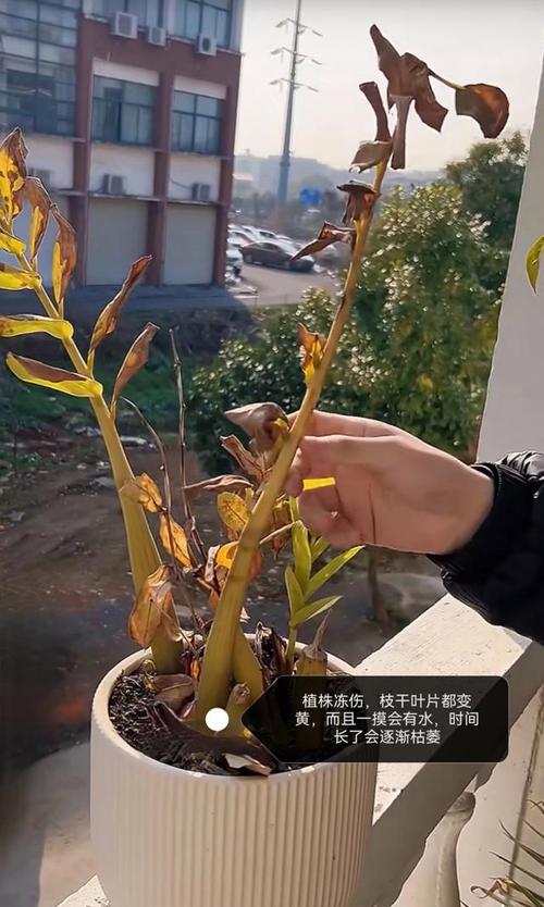 金钱树叶子发黄发黑怎么办