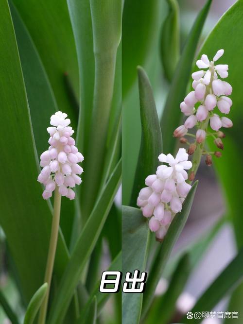 风信子为什么长得矮
