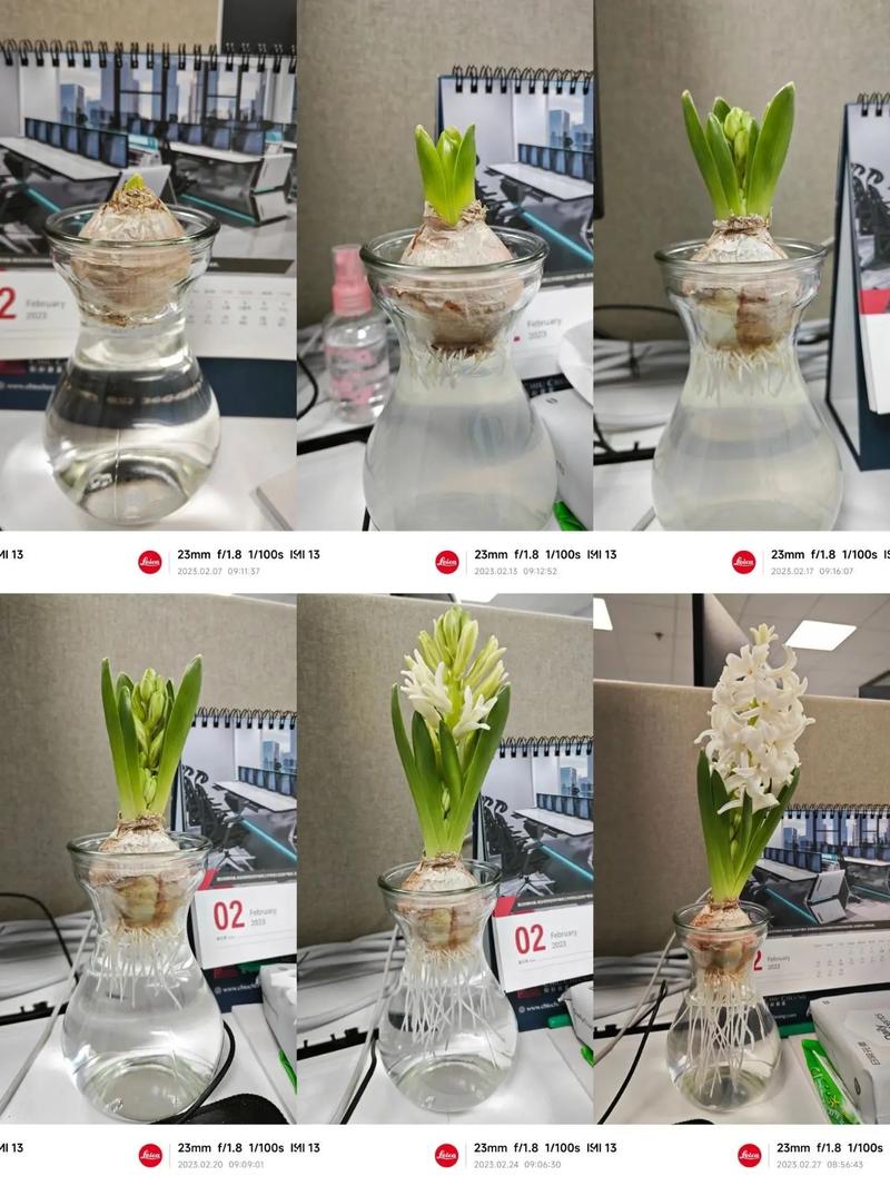 风信子长不高,却快要开花了了,而且根部黄黄的