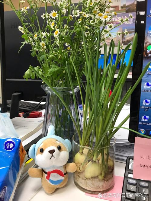 为什么风信子只开花不长个子