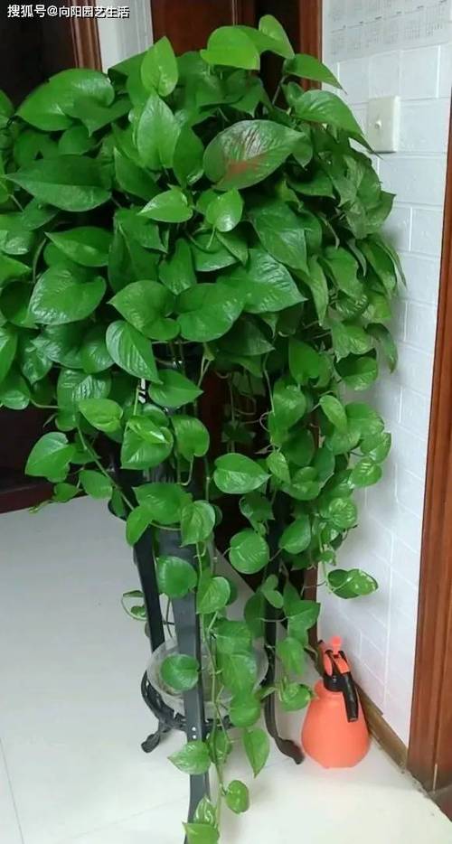 什么土壤最适合种植绿萝?