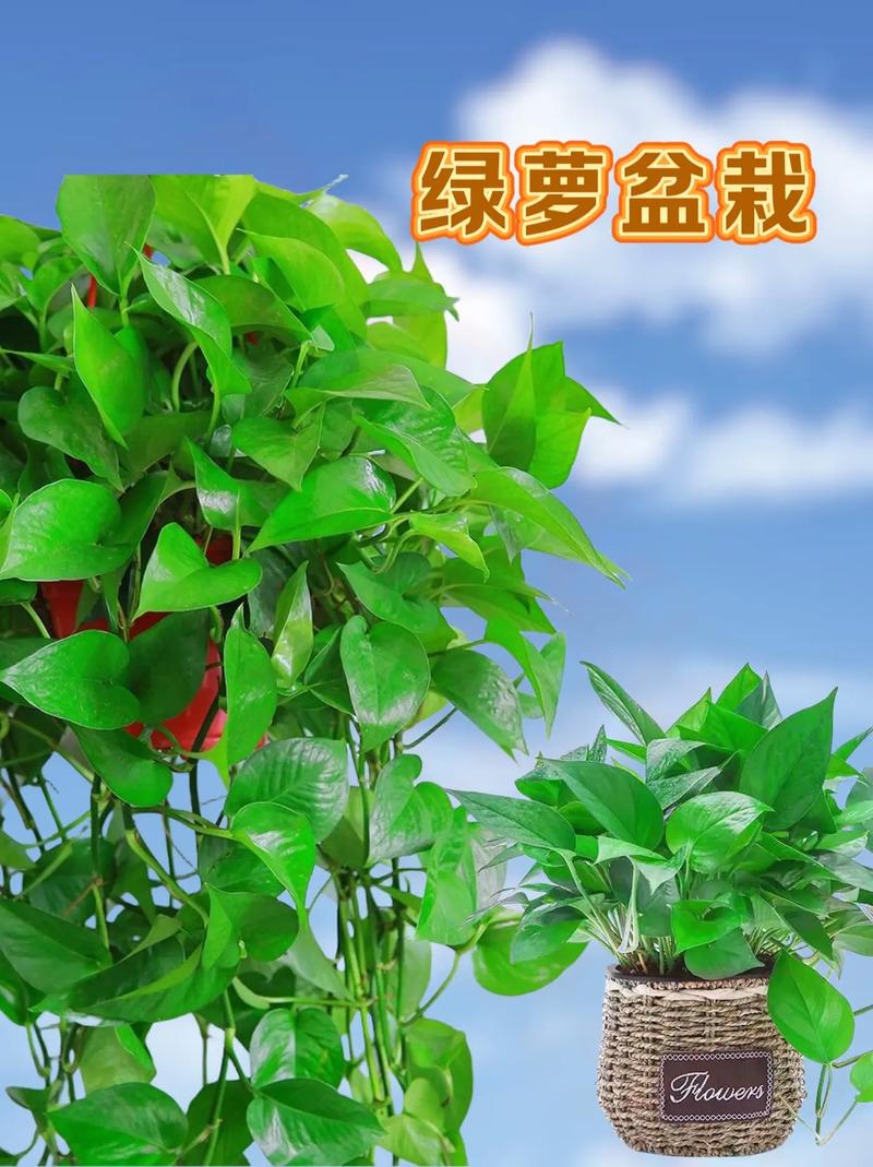 绿萝用一般的土可以吗