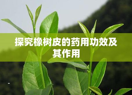 橡树的作用