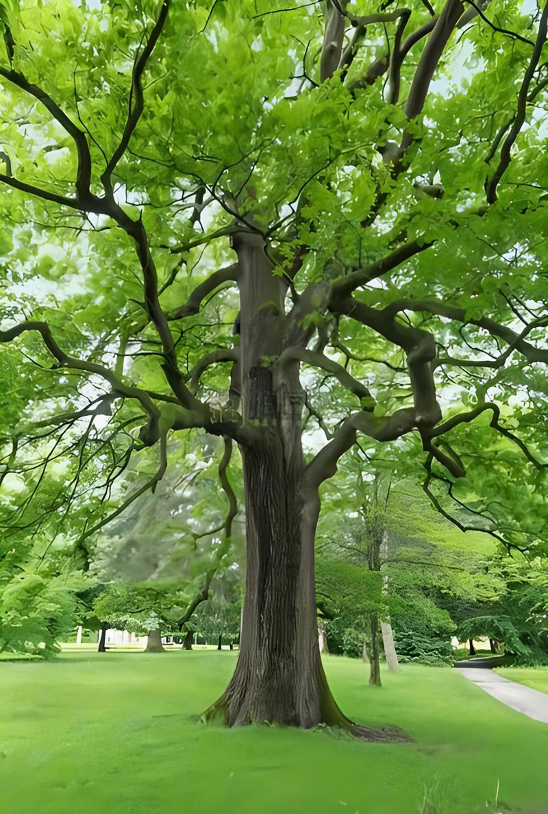 橡树是什么树