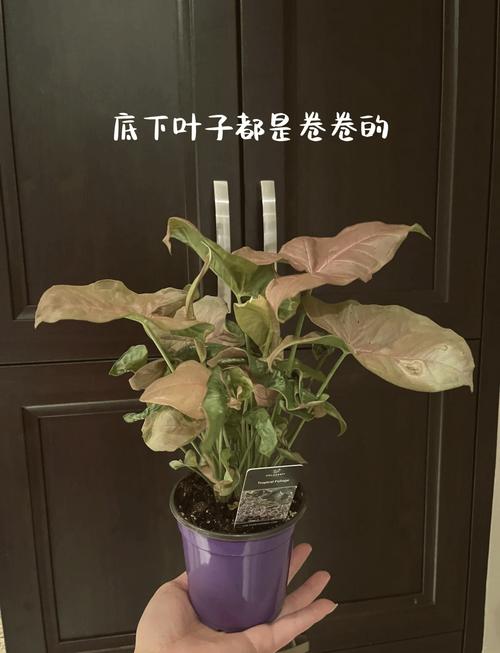 合果芋能放在卧室吗